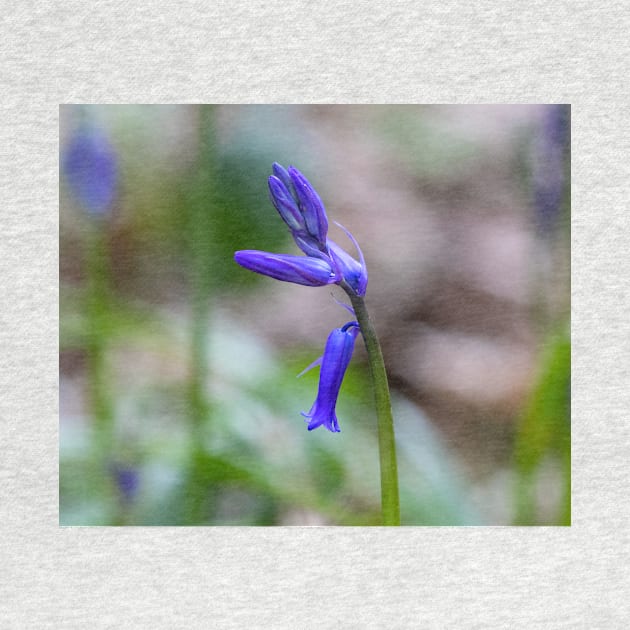 Bluebell - woodland flower by HazelWright